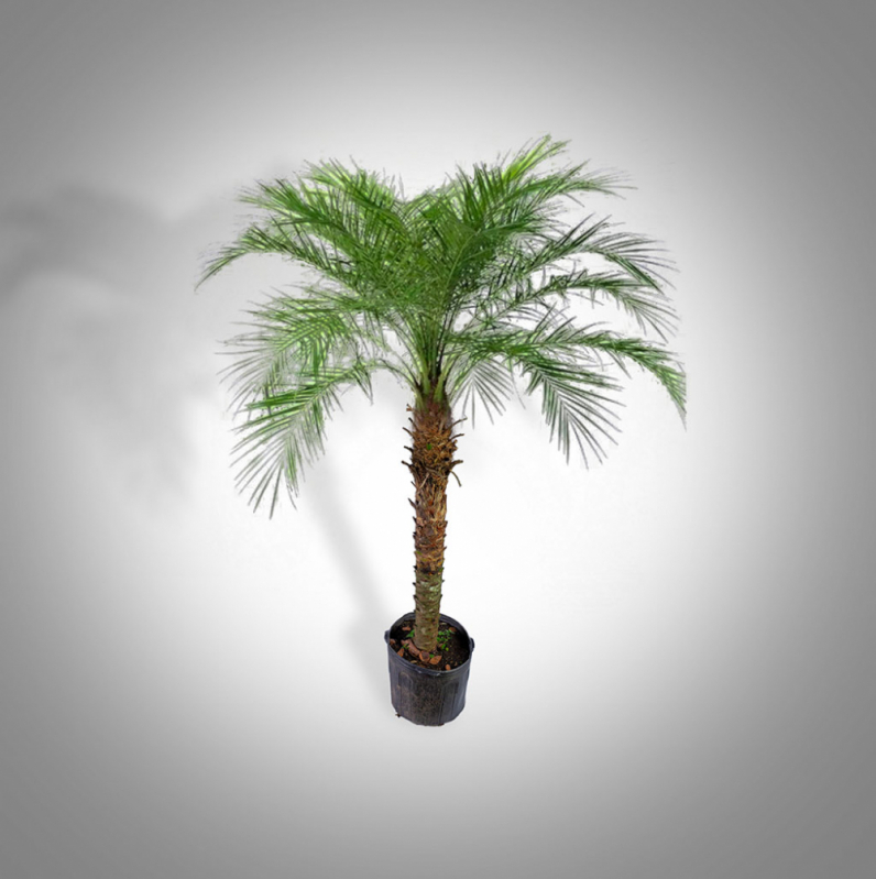 Empresa de Aluguel de árvores Artificiais Agronômica - Aluguel de Vasos de Plantas São José