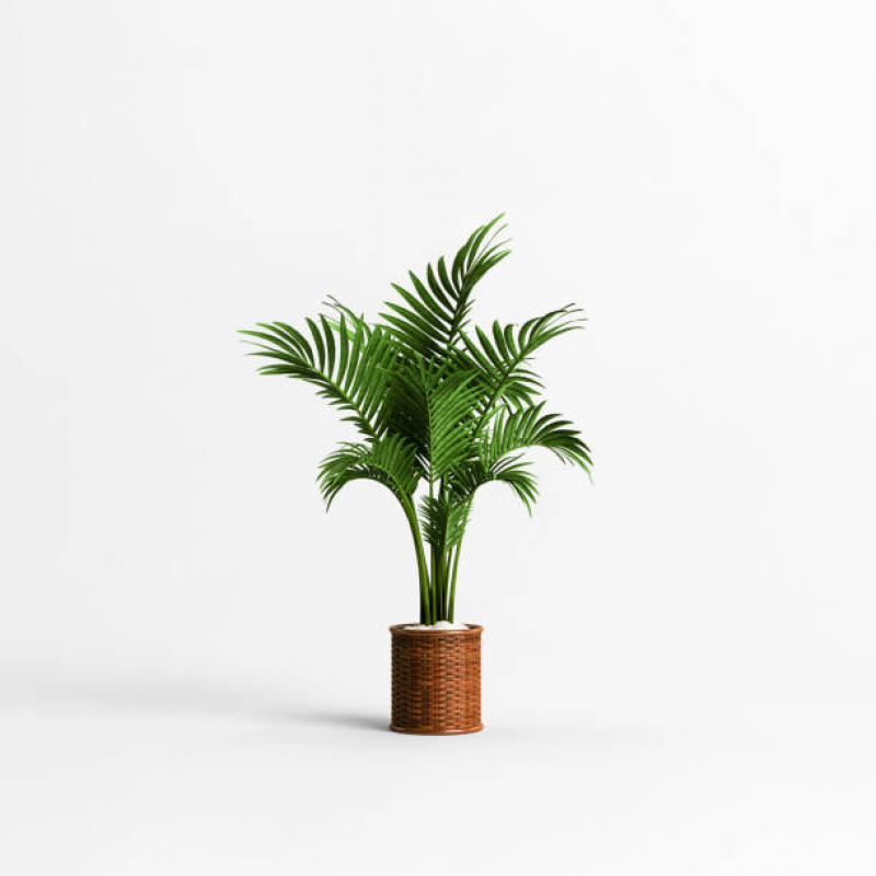 Alugar Plantas Alugar Plantas