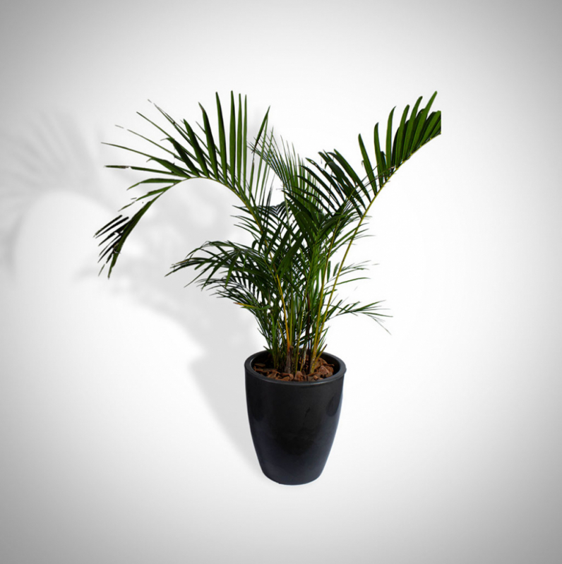 Locação de Plantas Locação de Plantas