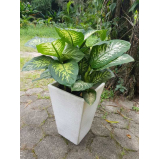 alugar plantas e flores para decoração valores Santo Antônio