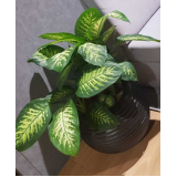 alugar plantas para decoração preço Biguaçu